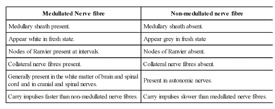 Nervous Tissue